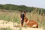 MALINOIS 333